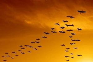 Bay theo hình chữ V: Bài học từ loài ngỗng 
