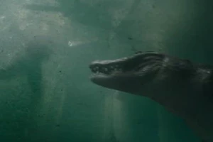 6 bộ phim về hiểm họa cá sấu đáng xem nhất trên màn ảnh