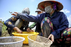 Kẹt lại ở TP.HCM do dịch COVID-19, người dân miền Tây bắt cá mưu sinh