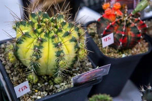 Cuối tuần đi xem xương rồng đột biến giá chục triệu tại TP.HCM