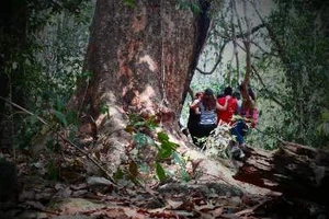 Vào rừng Nam Cát Tiên ngắm cây gõ bác Đồng 700 năm tuổi