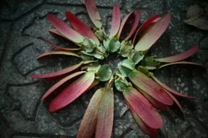 Sài Gòn lãng mạn mùa trái dầu bay