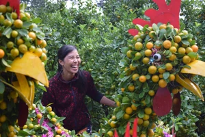 Đàn gà 8 triệu đồng làm từ hàng trăm cây quất