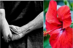 Vì sao hoa dâm bụt ở Củ Chi có màu đỏ thẫm?