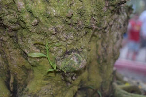 Rao bán gốc mai hơn 200 tuổi giá 2,9 tỉ đồng 