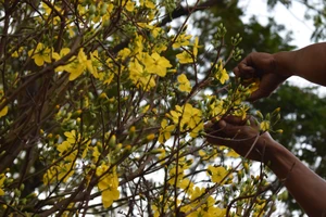 'Lão' mai khổng lồ, tỏa mùi thơm giá hơn 200 triệu