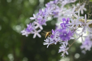 Đẹp nao lòng: Có một loài mai tím màu thương nhớ!