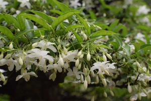 Ngẩn ngơ ngắm mai chiếu thủy khoe sắc ngày tết