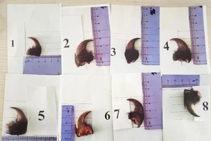 Lãnh 15 tháng tù vì rao bán móng gấu trên mạng xã hội