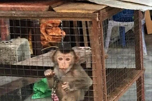 Phát hiện mua bán động vật hoang dã gọi ngay số điện thoại này