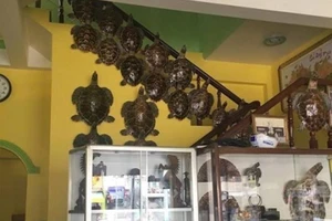 Lãnh án nặng vì buôn bán 14 tiêu bản rùa biển