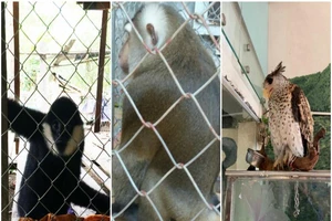 Giải cứu gần 40 cá thể động vật hoang dã trong tháng 8-2019