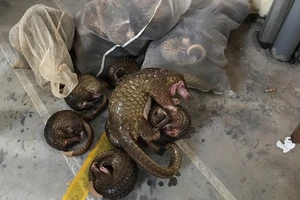 Lãnh 13 năm tù vì nuôi nhốt, tàng trữ trái phép tê tê