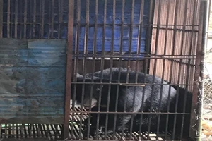 Lãnh 30 tháng tù vì nuôi nhốt động vật hoang dã trái phép 