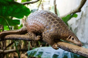 WWF kêu gọi chấm dứt buôn bán và tiêu thụ động vật hoang dã