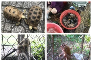 Giám đốc công ty nuôi động vật hoang dã để bán lãnh 13 năm tù