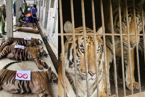 Vụ Công an Nghệ An cứu 24 con hổ nhưng 8 con bị chết: ENV nói gì?