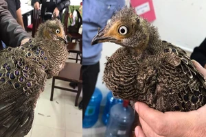  Vì sao rao bán một con gà bị phạt 18 tháng tù?