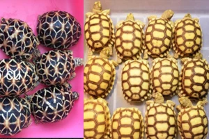 Bán mấy con rùa cảnh trên facebook, vì sao bị phạt tới 6,5 năm tù?