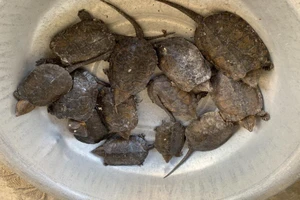 Vì sao chỉ vận chuyển rùa đầu to mà bị phạt tới 10 năm tù