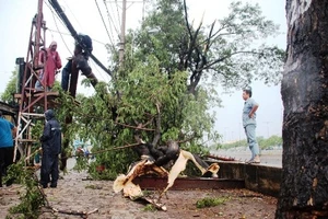 Cây gãy đè trúng người đàn ông đi xe máy 