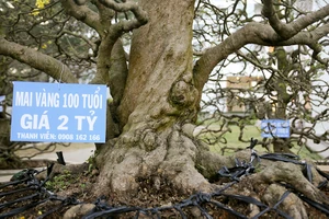 Ngỡ ngàng ngắm cây cảnh bạc tỷ ở chợ hoa Sài Gòn