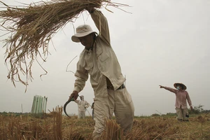 Nông dân Sài Gòn gặt lúa 'chạy' Tết