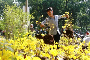 Giá hoa tết giảm mạnh, người Sài Gòn ùn ùn đi mua 'ủng hộ'