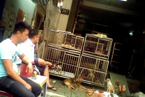 Các “cò chó” ra giá như thế nào?