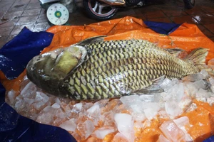 Cá hô “khủng” hơn 1 tạ ở Campuchia về nhà hàng Sài Gòn