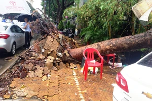Cây xà cừ cổ thụ đè bẹp 3 ô tô ở TP.HCM