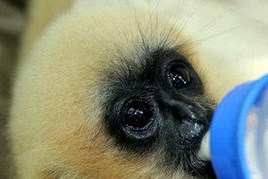 Cứu hộ thành công cá thể vượn nguy cấp trong sách đỏ ở Quảng Ngãi