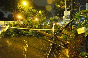 Người đi đường hoảng hốt khi cây xanh bật gốc trong cơn mưa lớn