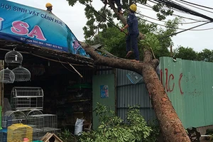 Chủ tiệm chim cảnh nhanh tay cứu người đàn ông khỏi bị cây đè