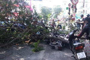 Cây xanh tét nhánh đè 3 người đi đường 