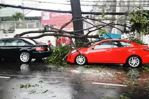 Cây xanh liên tục ngã đổ đè nhiều ô tô ở TP.HCM