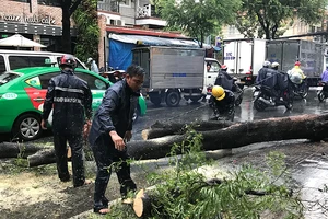 TP.HCM: Cây xanh bật gốc, đổ ập xuống người đi đường