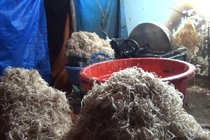 TP.HCM: Bắp chuối xắt trắng tươi nhờ... thuốc tẩy 