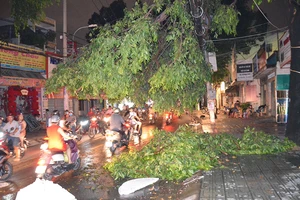 Cây xanh tét nhánh, gãy đè đường dây điện trong mưa lớn
