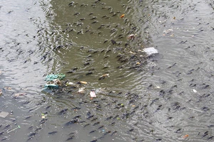 Hàng ngàn con cá nổi đặc kênh Nhiêu Lộc - Thị Nghè