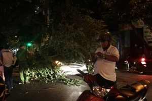 Cây trứng cá bật gốc đè trúng ô tô đang chạy ở TP.HCM