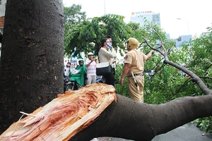 Cây tét nhánh, đường Cách mạng tháng 8 kẹt cứng