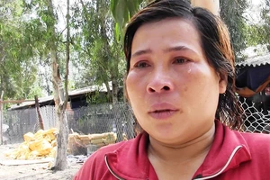 Thương lái ẵm tiền tỉ sau 'giải cứu heo',dân khóc ròng