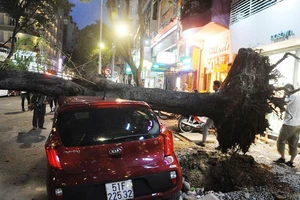 Rời vô lăng 10 phút, cây xanh đè bẹp ô tô ở trung tâm