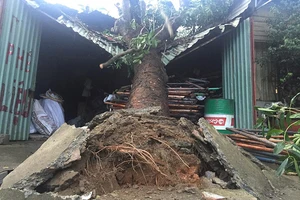 Mẹ và con tháo chạy khi cây xà cừ đè sập mái nhà