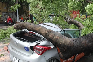 Nữ hành khách bị thương khi cây cổ thụ đè bẹp taxi