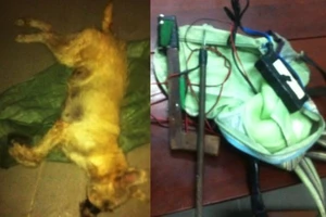 Trộm chó dùng súng điện bắn bị thương công an