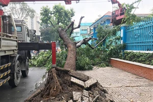 TP.HCM: Mưa quật cây cổ thụ bật gốc ngay cổng trường 