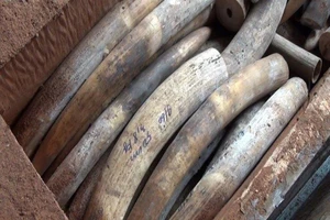 Tạm đình chỉ 4 vụ buôn lậu ngà voi vì hết hạn điều tra