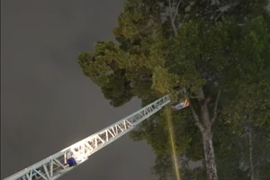 Cảnh sát phong tỏa đường, đốt đuốc phá tổ ong mật